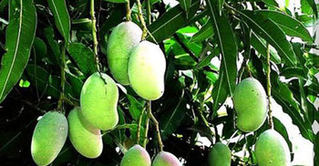 রাবি থেকে ১০ মণ আম পেড়ে নিয়ে গেল ছাত্রলীগ