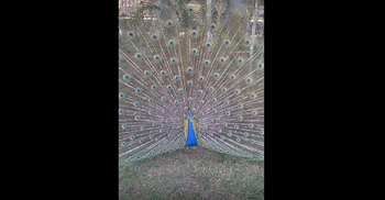 পেখম মেলে ময়ূরীকে আকর্ষণে ব্যস্ত ময়ূর