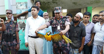 আখাউড়ায় বিরল প্রজাতির ২৮ পাখি উদ্ধার