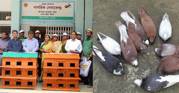 কবুতরের জন্য জেলা প্রশাসকের ভালোবাসা
