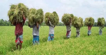 Extreme climate events affect Bangladesh’s food production: FAO