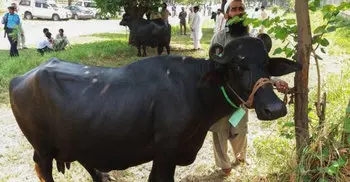Pakistan auctions off ex-PM Nawaz Sharif’s buffaloes