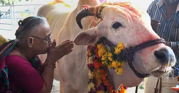 Indian CM to make a ministry for cow protection