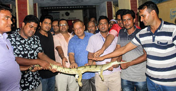 যমুনা থেকে ঘড়িয়াল উদ্ধার