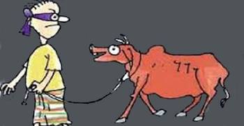 তিতলির রাতে কক্সবাজারে ১১ গরু চুরি