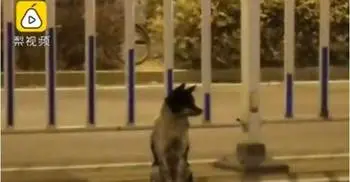 Mourning dog waits for 80 days in road where owner died