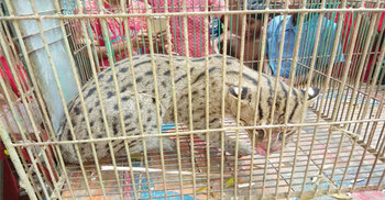 ফাঁদে ধরা পড়লো মেছো বাঘ