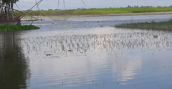 অবশেষে তলিয়ে গেল ২৪৬ একর জমির ধান