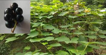 আইইউবিএটিতে মিষ্টি আঙুর উৎপাদনে সাফল্য