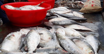 ঢাকায় ইলিশের ‘ওপেন সিক্রেট’ গল্প