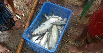 ইলিশের কেজি ১৫০ টাকা