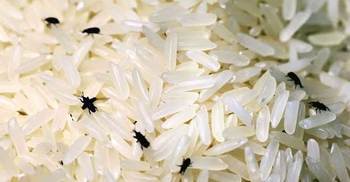 চা‌লের পোকা মারার ট্যাব‌লেটে প্রাণ গেল দুই শিশুর!