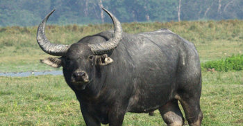 বড়লেখায় পাগলা মহিষের আক্রমণ, কুপিয়ে মারলো গ্রামবাসী