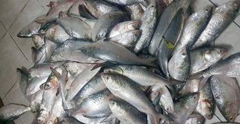 এক কেজি ইলিশ ১০০ টাকা!