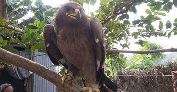 বিরল প্রজাতির নেপালি ঈগল উদ্ধার