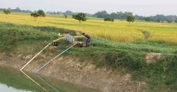 খরায় পুড়ছে আমন