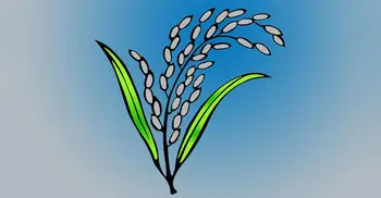 Jatiya Oikyafront’s election symbol ‘paddy sheaf’