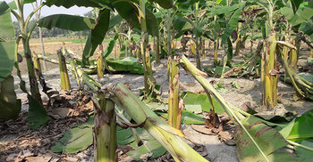 কলাগাছের সঙ্গে শত্রুতা!