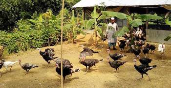 টার্কি পালনে সাফল্যের স্বপ্নযাত্রায় মানিকছড়ির জামাল উদ্দীন