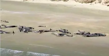 145 whales die on remote New Zealand beach