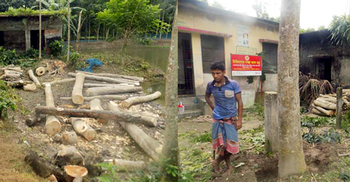 লাখ টাকার সরকারি গাছ বিক্রি করে দিলেন আ. লীগ নেতা