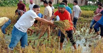 ধান কেটে কৃষকের বাড়ি পৌঁছে দিল ছাত্রলীগ