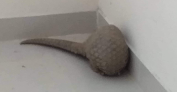 কুড়িগ্রামে বিরল বনরুই উদ্ধার