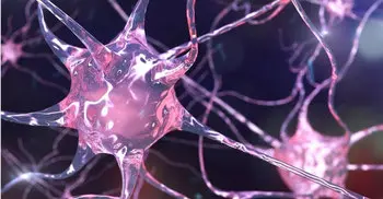 US scientists find how brain cells regulate memories in mice study