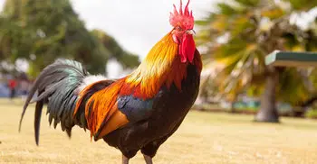 A ‘rooster’ fetches a whopping amount of 1 lakh rupees