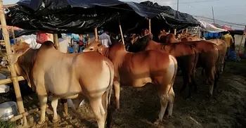 Dhaka cattle traders report brisk sales as prices go down