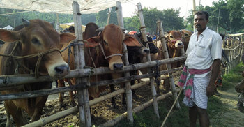 ঝিনাইদহে জমেনি হাট, ব্যবসায়ীদের কপালে ভাঁজ