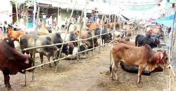 Locally-raised cattle is reigning the city makeshift markets
