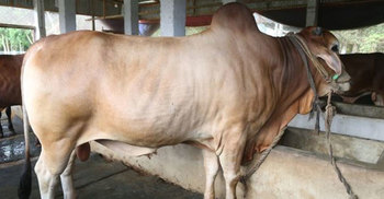 ২৭ মণ ওজনের ‘বাদশা’, দাম ১০ লাখ