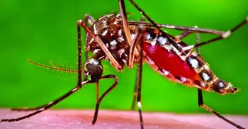 Dengue cases still on the rise; 1,712 more hospitalised in 24 hrs