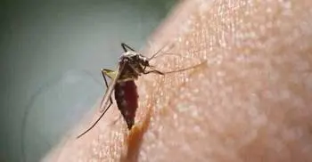 Dengue situation worrying: HC