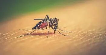 5 more die, 2065 infected as dengue nightmare refuses to end