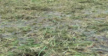 Fani damages 63,063 hectares of crops