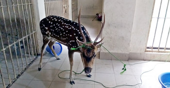 চিকিৎসা অবহেলায় মারা গেল চিত্রা হরিণটি