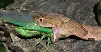 Gulp! Arkansas photographer snaps images of snake eating bug