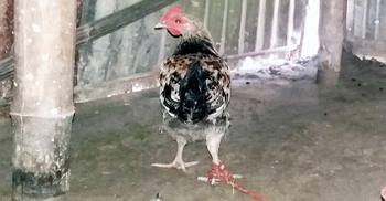 ধানের বীজ খাওয়ায় মুরগির জরিমানা