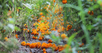 ধানের পর চাষ করা ফুল ফেলে দিচ্ছেন চাষিরা