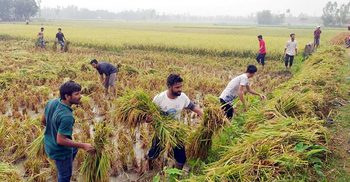 ছাত্রলীগের নেতাকর্মীরা ধান কেটে দেয়ায় বেঁচে গেলাম আমি