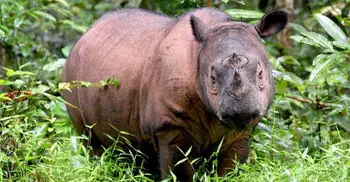 Malaysia’s last male Sumatran rhino dies: officials