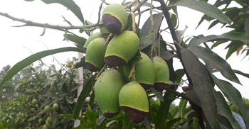 ইটভাটার গ্যাসে আমে রোগের সংক্রমণ