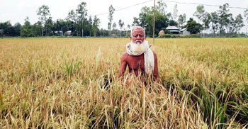 ইটভাটার ধোঁয়ায় ১৬ একর জমির ধান নষ্ট, কৃষকের মাথায় হাত