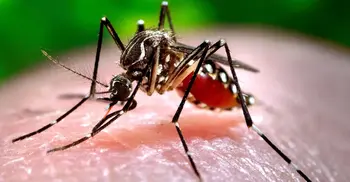 Five dengue patients die in Barishal and Dhaka
