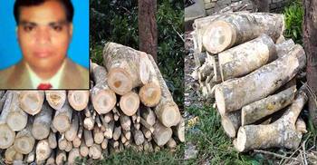সরকারি গাছ বিক্রি করলেন বিএনপি নেতা