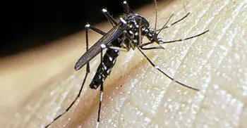 547 more dengue patients hospitalised in 24 hrs