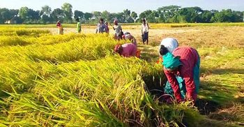 ভৈরবে এখনও শুরু হয়নি ধান কেনা, হতাশ কৃষক