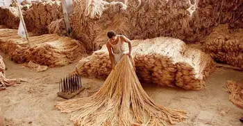 Govt bans export of three categories of raw jute